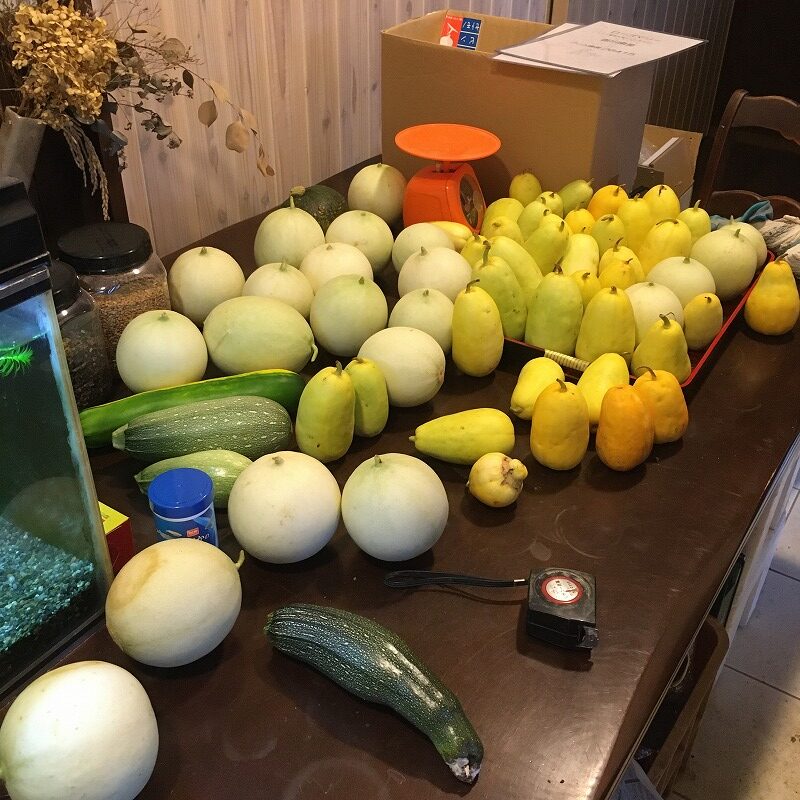 マクワウリ ハニーデューメロン スイカの収穫 グリム農園 田舎暮らし